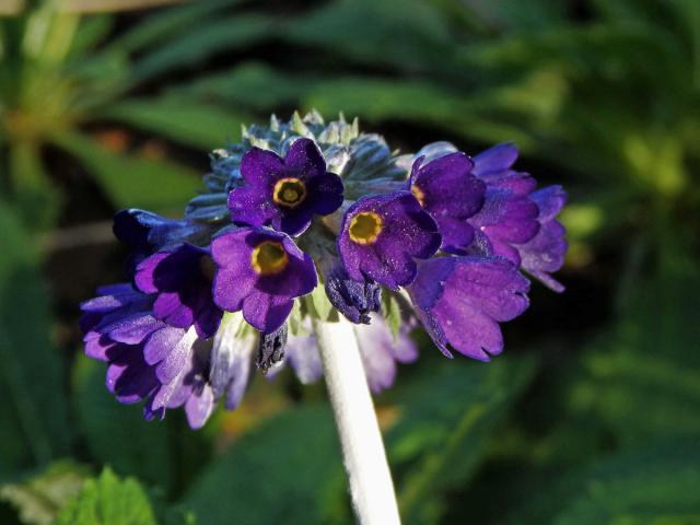 Prvosenka hlavatá (Primula capitata Hook)