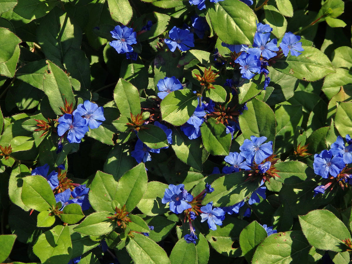 Rohovec olověncovitý (Ceratostigma plumbaginoides Bunge)rohovec_olovencovity6