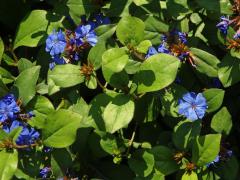 Rohovec olověncovitý (Ceratostigma plumbaginoides Bunge)