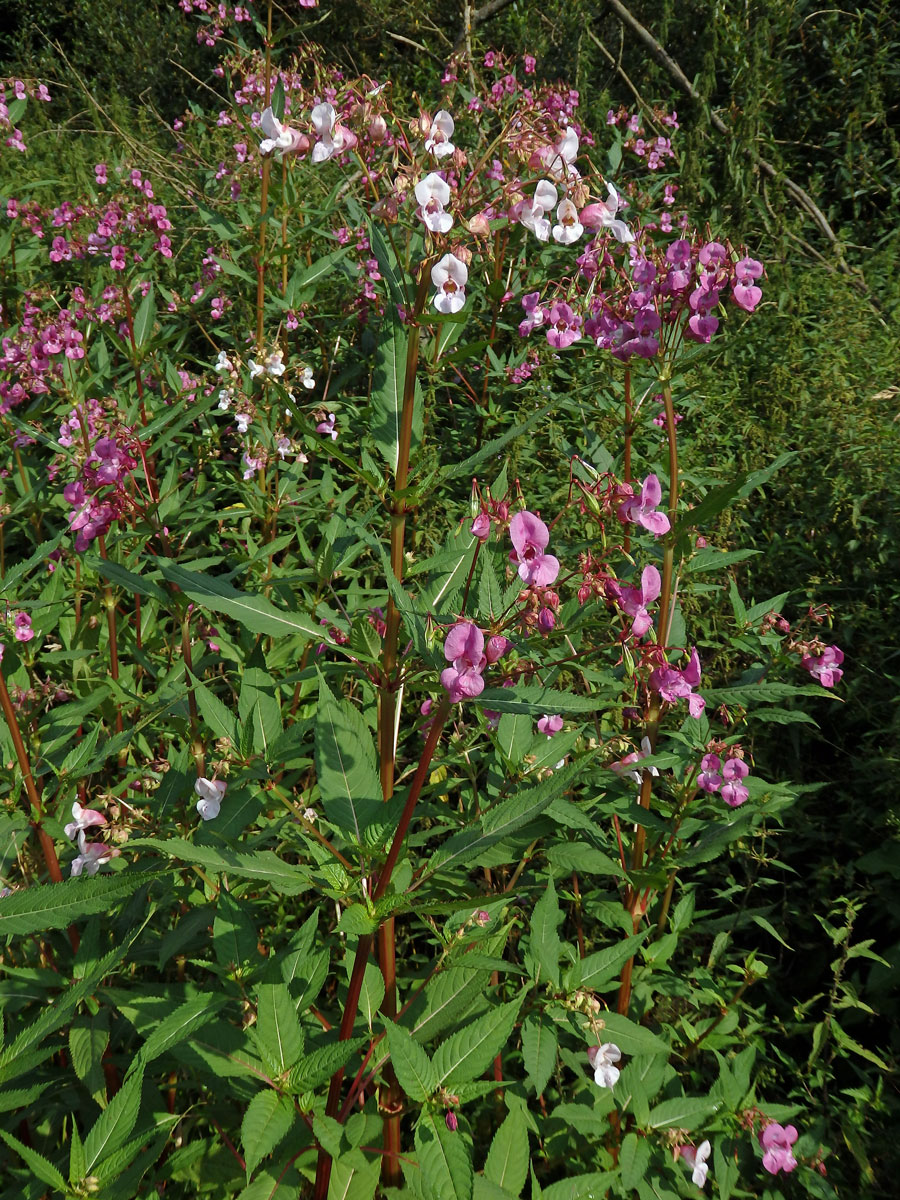 Netýkavka žláznatá (Impatiens glandulifera Royle)