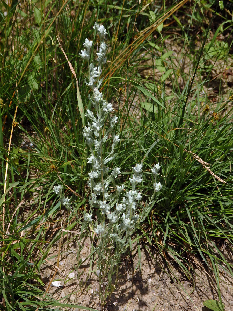 Bělolist rolní (Filago arvensis L.)