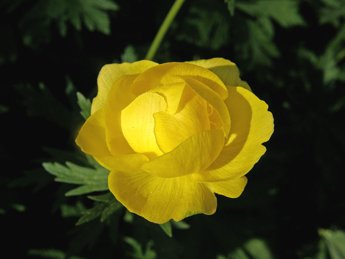 Upolín nejvyšší (Trollius altissimus Trantz)