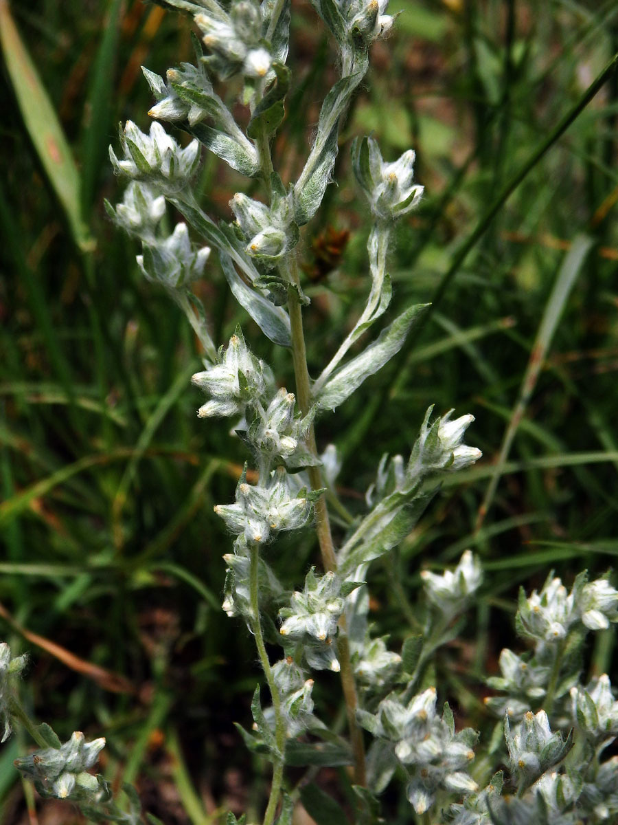 Bělolist rolní (Filago arvensis L.)