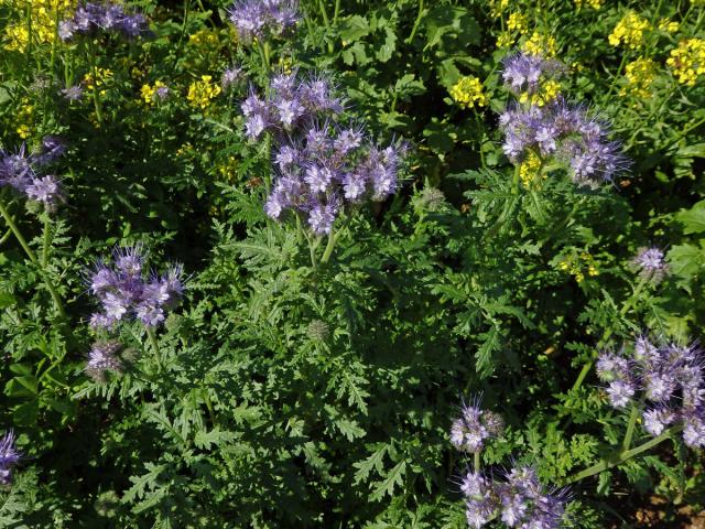 Svazenka vratičolistá (Phacelia tanacetifolia Bentham)