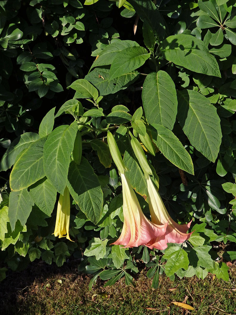 Durman vonný (Brugmansia suaveolens (Humb. et Bompl. ex Wild.) Bercht et C. Presl)