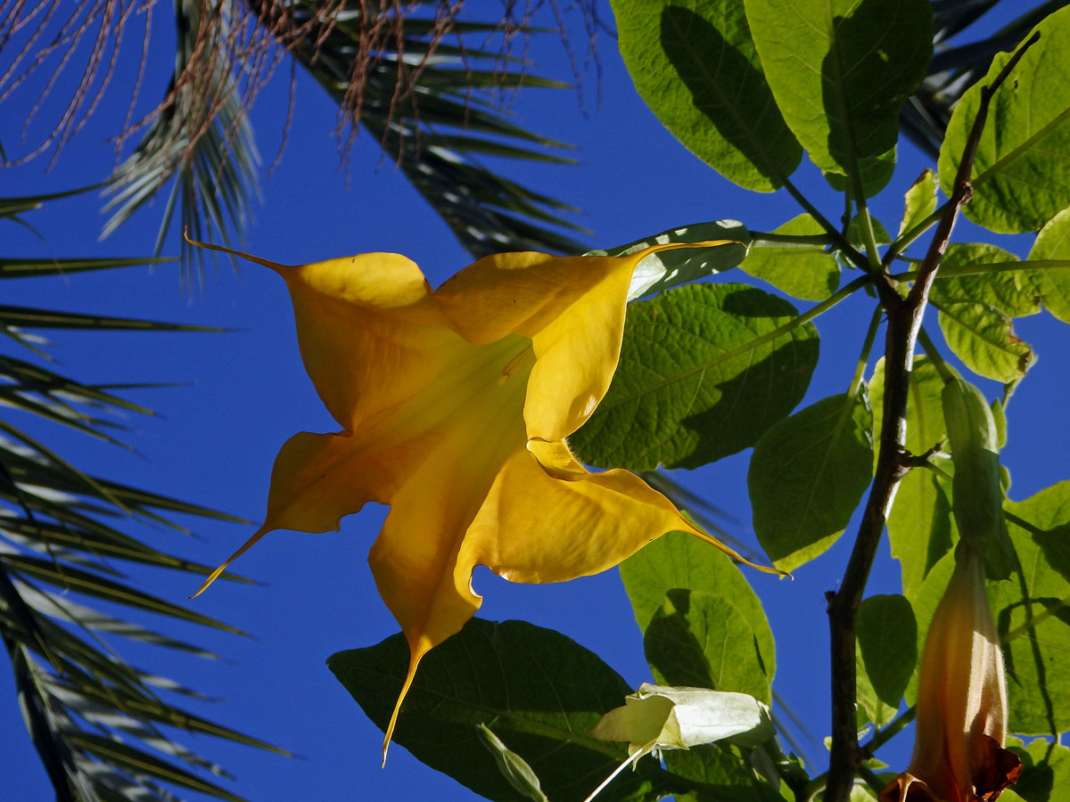 Durman vonný (Brugmansia suaveolens (Humb. et Bompl. ex Wild.) Bercht et C. Presl)