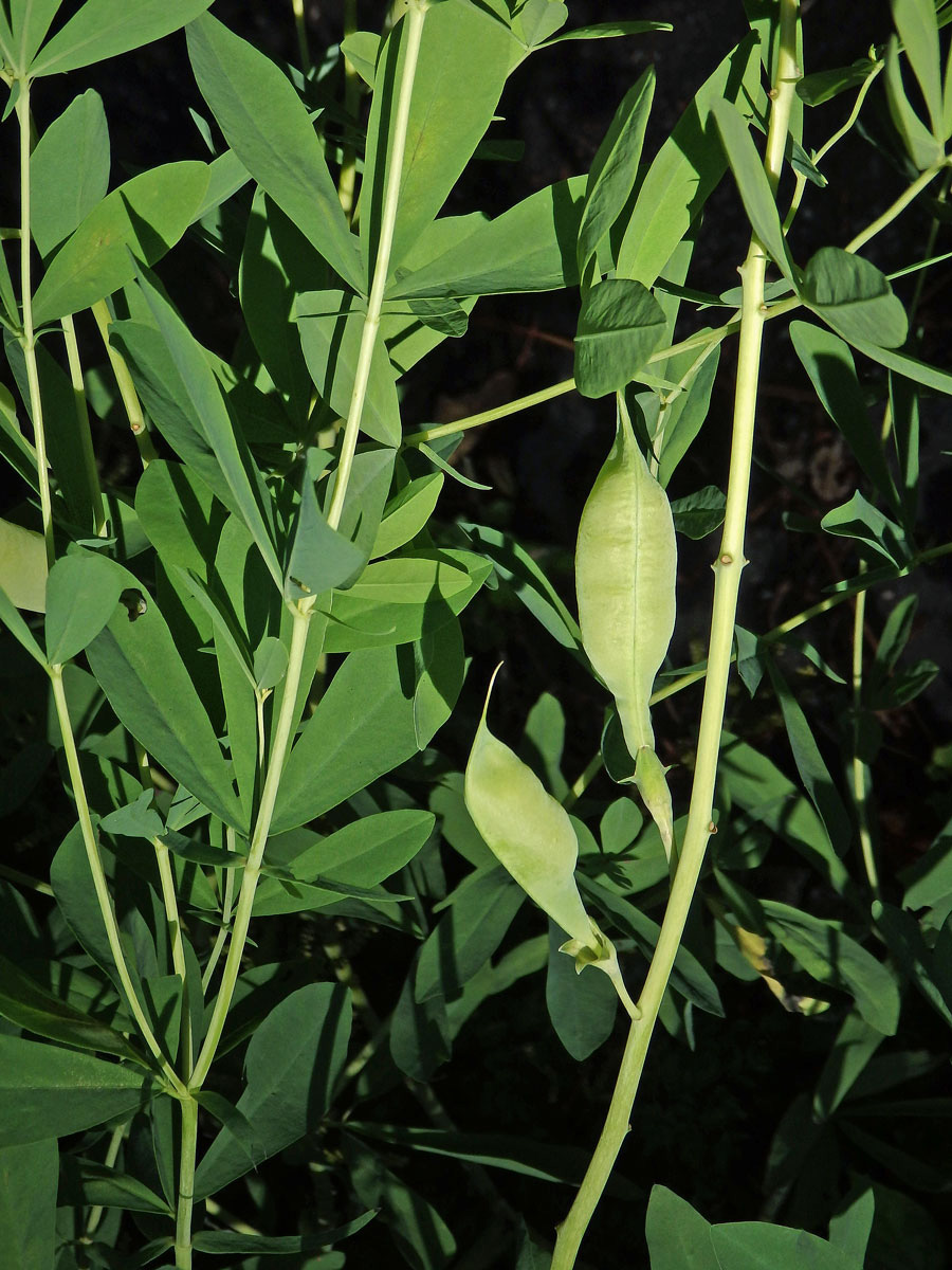 Baptisie jižní (Baptisia australis (L.) R. Br. ex Ait. f.)