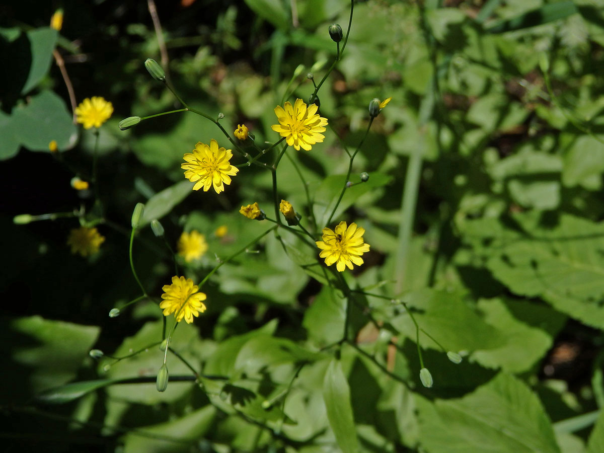 Kapustka obecná (Lapsana communis L.)