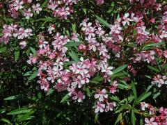 Oleandr obecný (Nerium oleander L.)