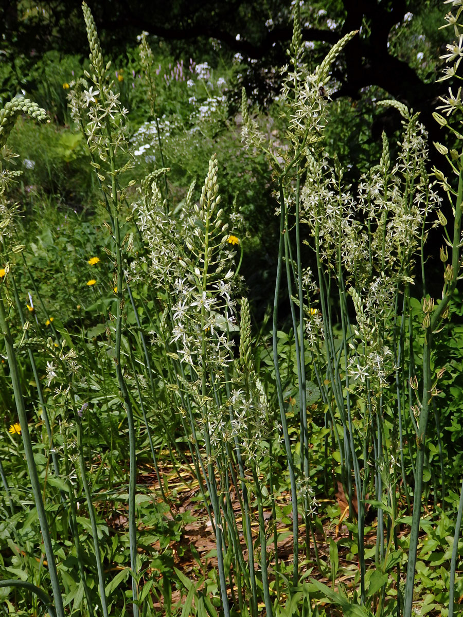 Snědek pyrenejský (Ornithogalum pyrenaicum L.)