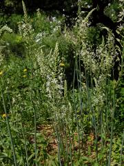 Snědek pyrenejský (Ornithogalum pyrenaicum L.)