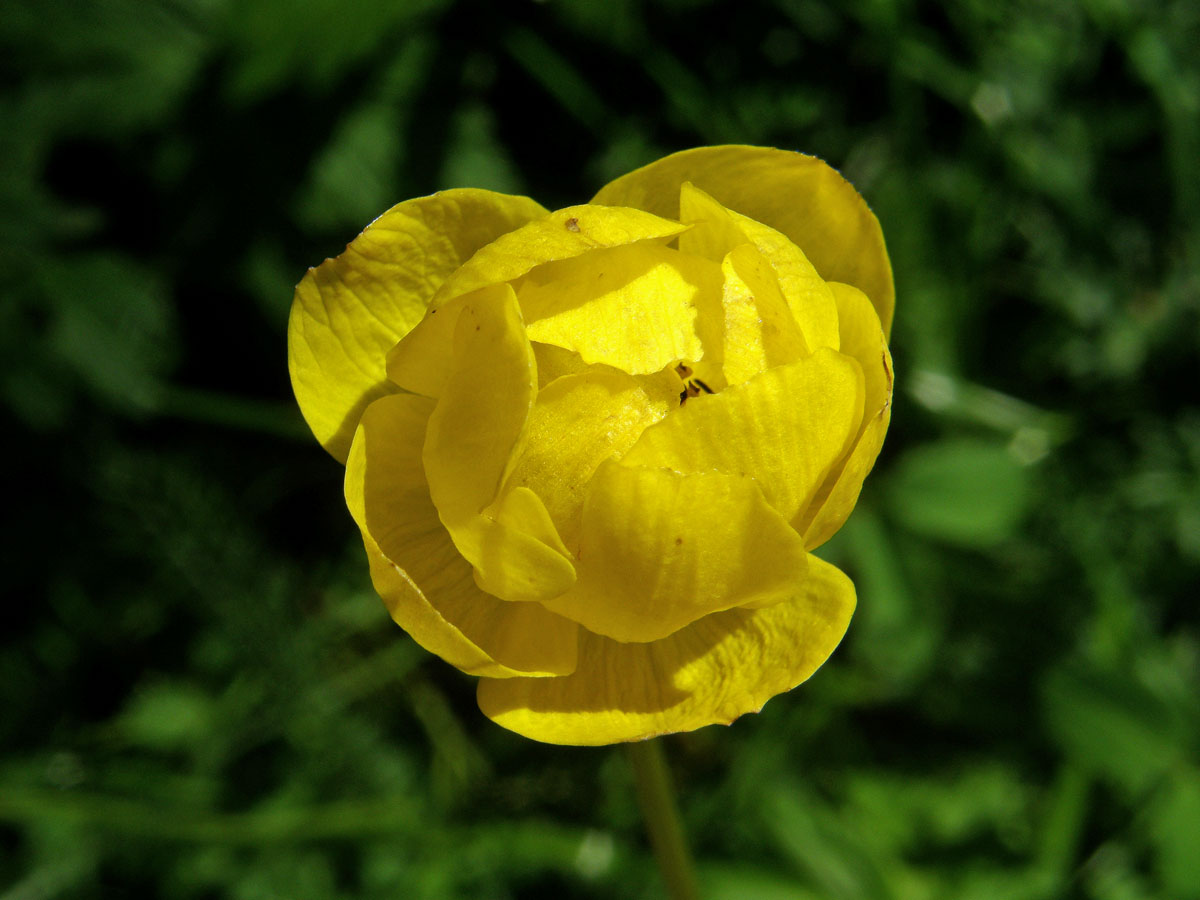 Upolín nejvyšší (Trollius altissimus Trantz)