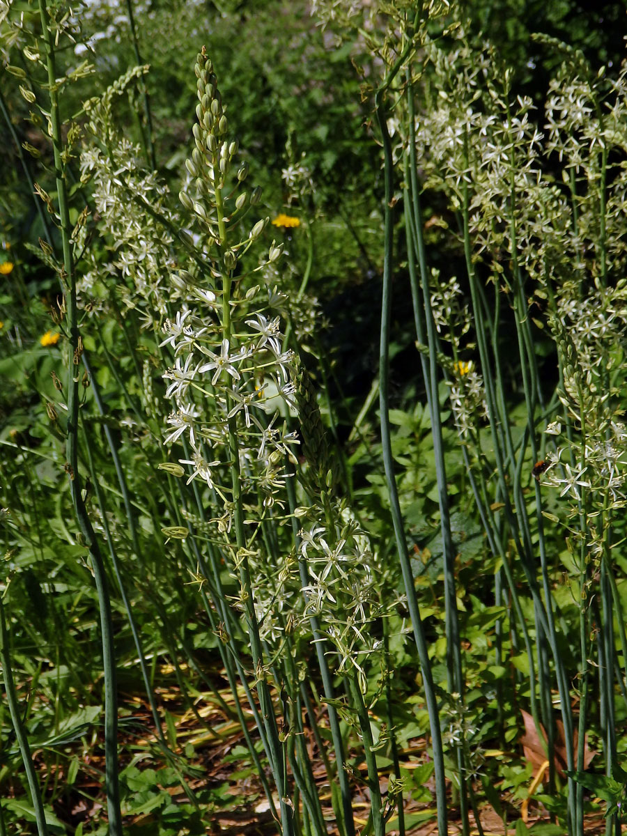 Snědek pyrenejský (Ornithogalum pyrenaicum L.)