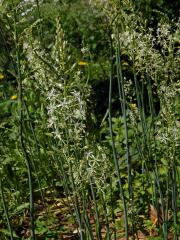 Snědek pyrenejský (Ornithogalum pyrenaicum L.)