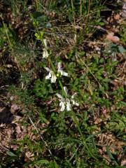 Čistec přímý (Stachys recta L.)