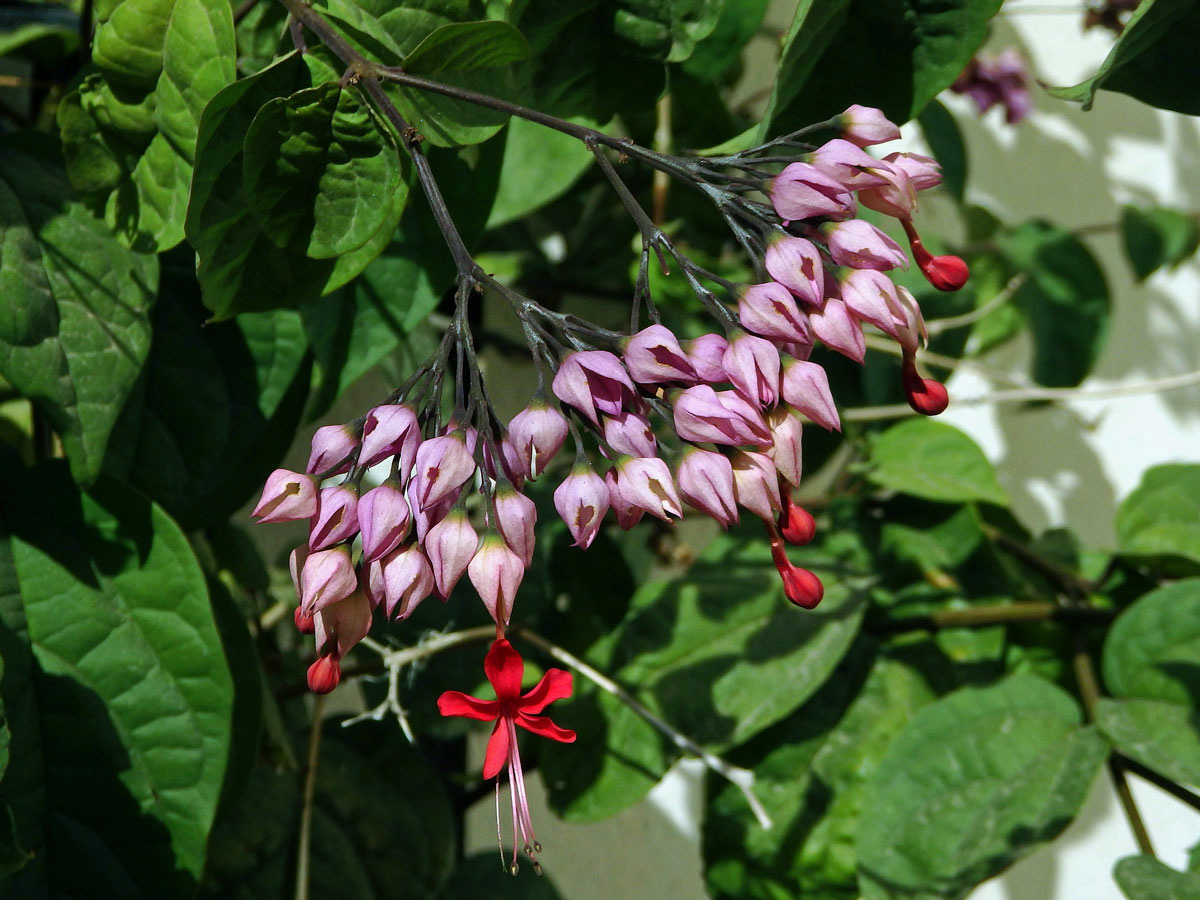 Clerodendrum x speciosum Dombr.