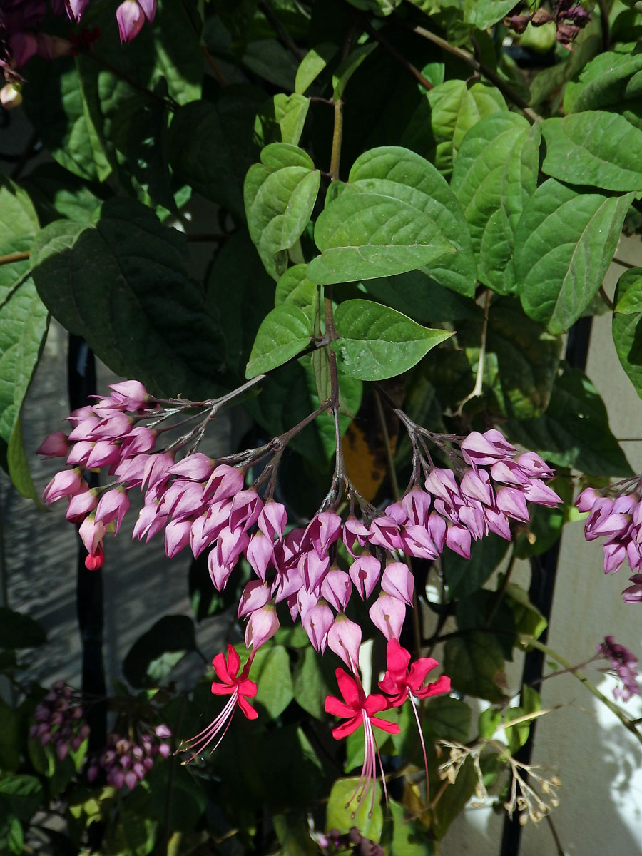 Clerodendrum x speciosum Dombr.