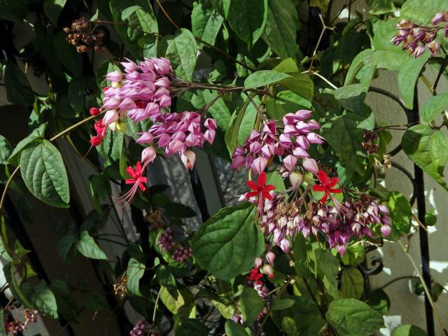 Clerodendrum x speciosum Dombr.