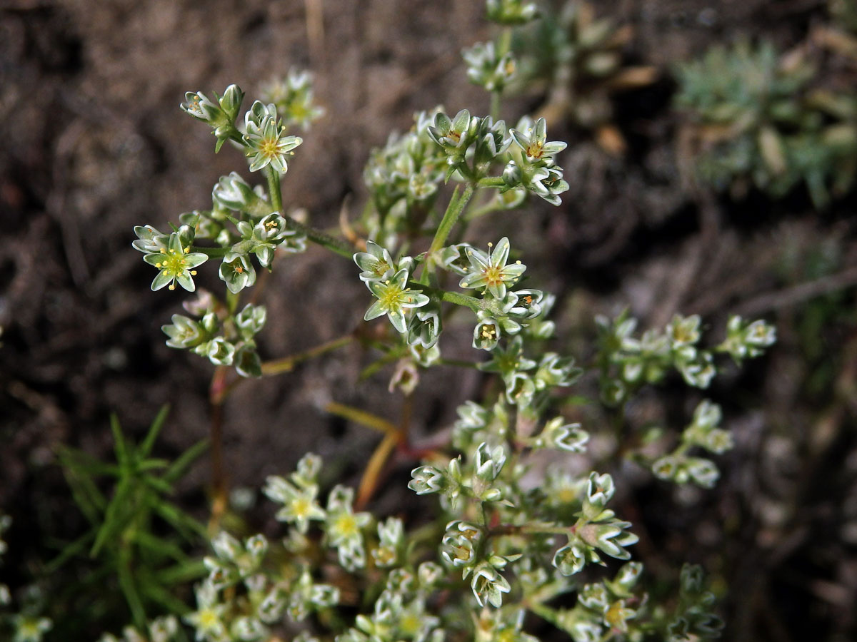 Chmerek vytrvalý (Scleranthus perennis L.)