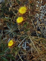 Pupava (Carlina corymbosa L.)