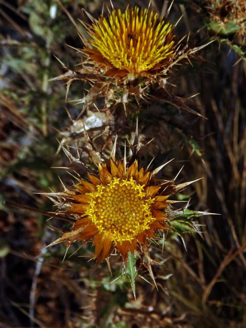 Pupava (Carlina corymbosa L.)