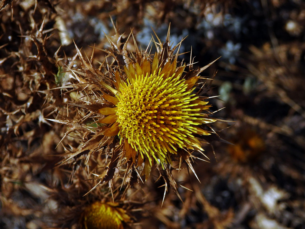 Pupava (Carlina corymbosa L.)