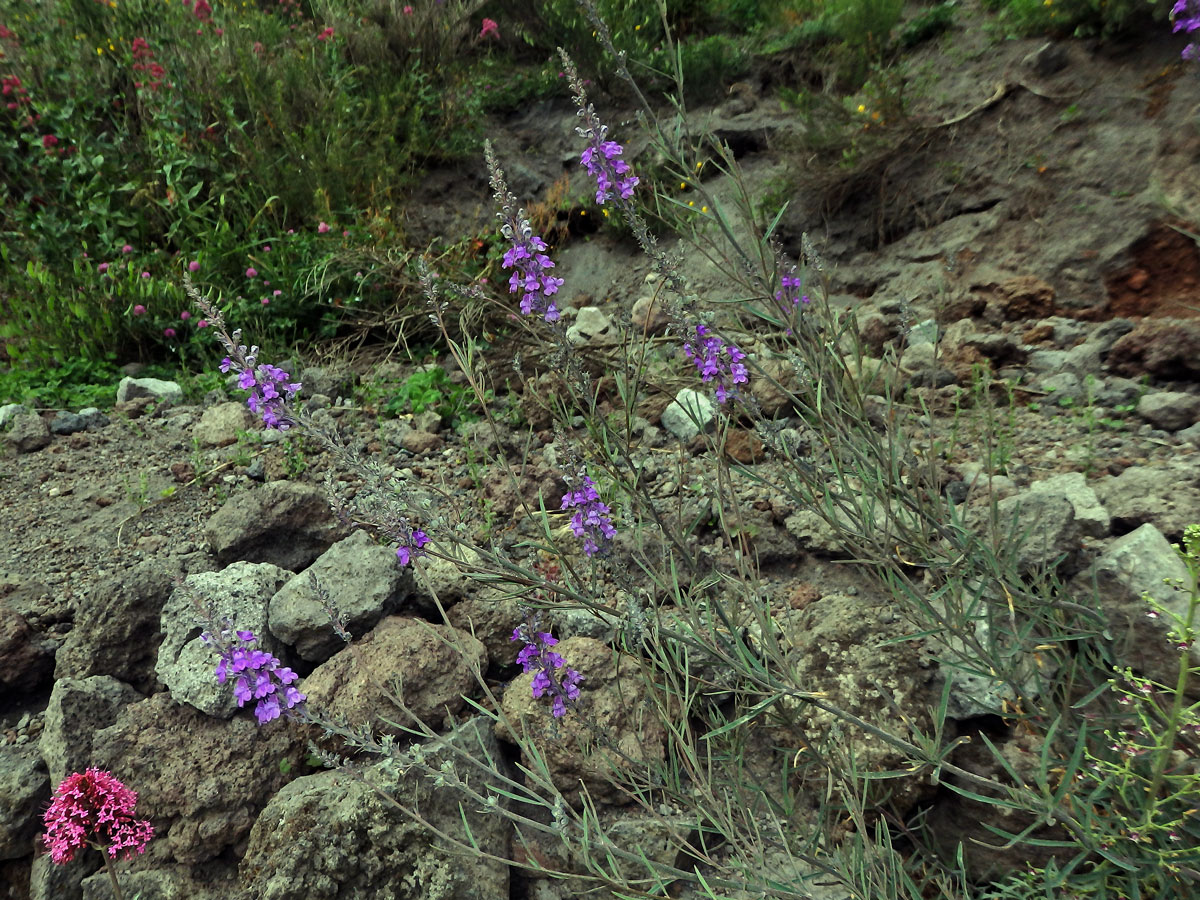 Lnice (Linaria purpurea (L.) Mill.)