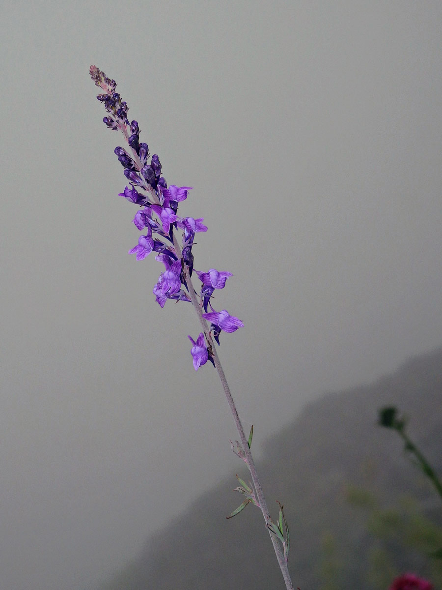 Lnice (Linaria purpurea (L.) Mill.)