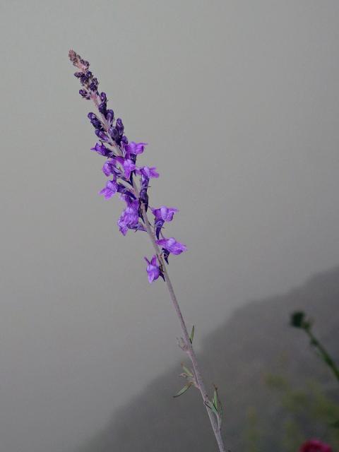 Lnice (Linaria purpurea (L.) Mill.)