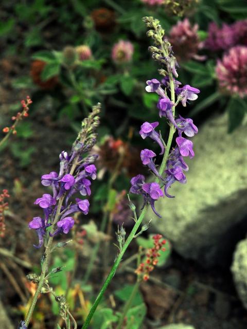 Lnice (Linaria purpurea (L.) Mill.)