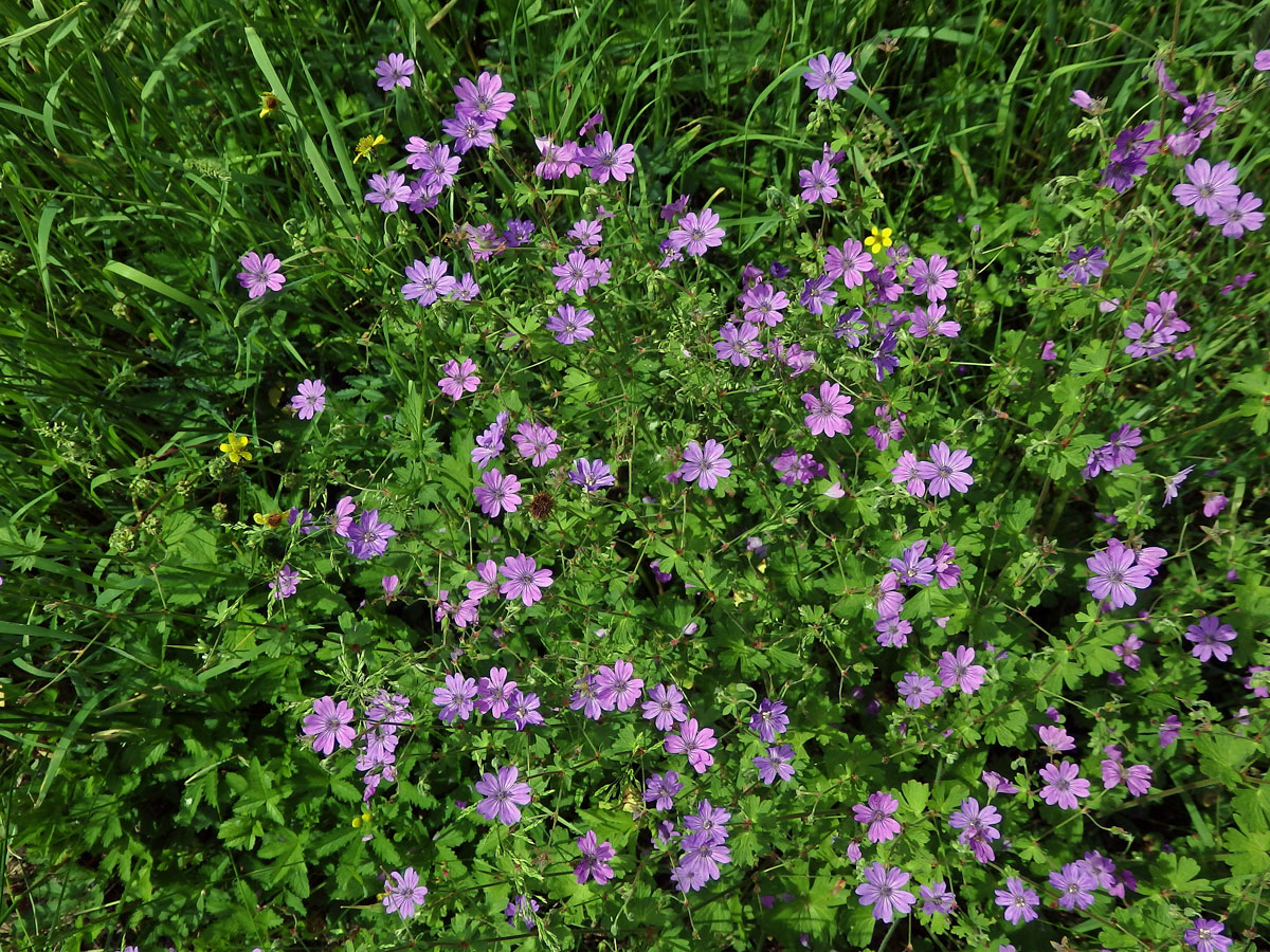 Kakost pyrenejský (Geranium pyrenaicum Burm. fil.)