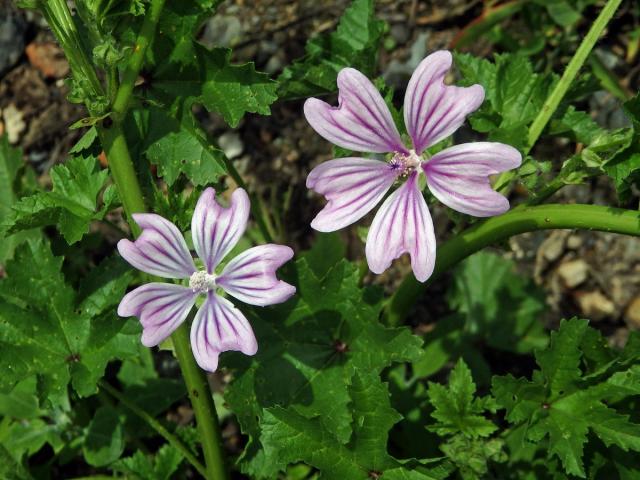 Sléz lesní (Malva sylvestris L.)