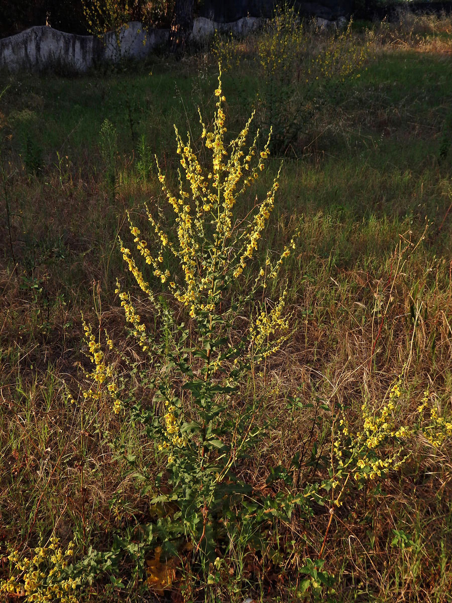 Divizna laločnatá (Verbascum sinuatum L.)