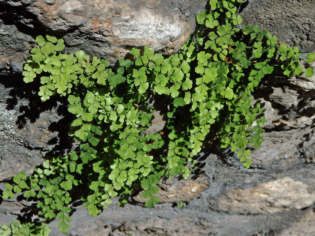 Netík Venušin vlas (Adiantum capillus-veneris L.)