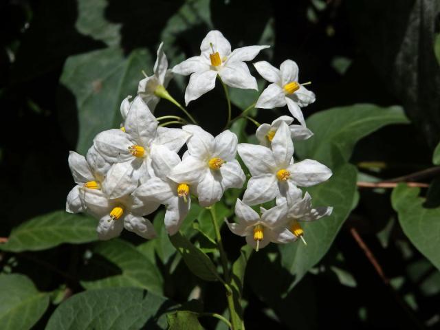 Lilek (Solanum laxum Spreng.)