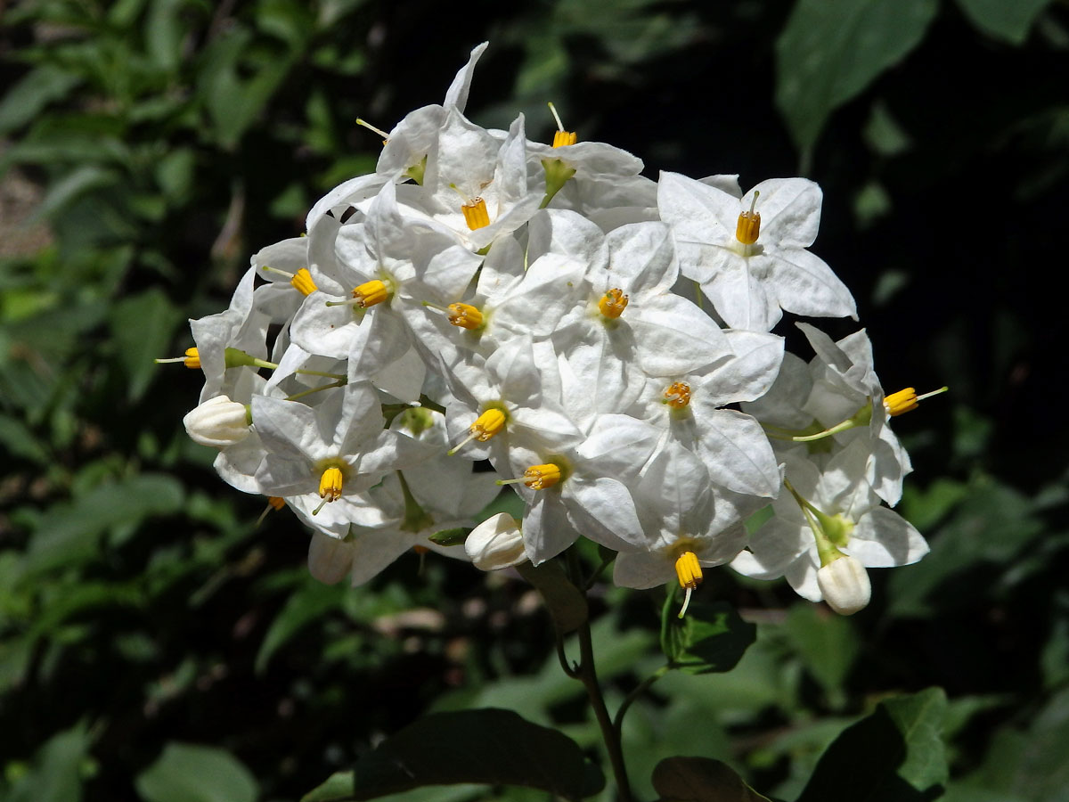 Lilek (Solanum laxum Spreng.)