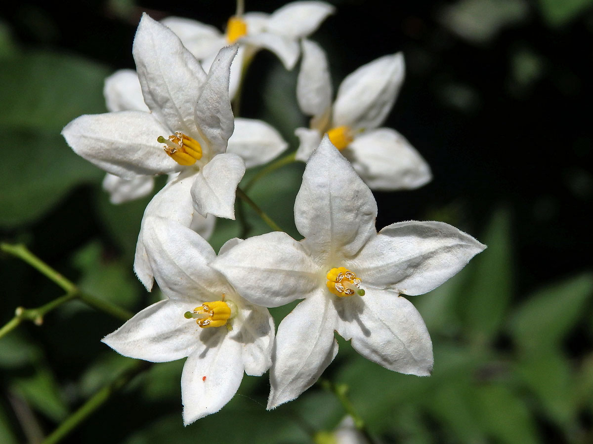 Lilek (Solanum laxum Spreng.)