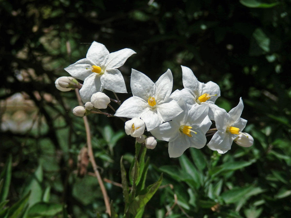 Lilek (Solanum laxum Spreng.)