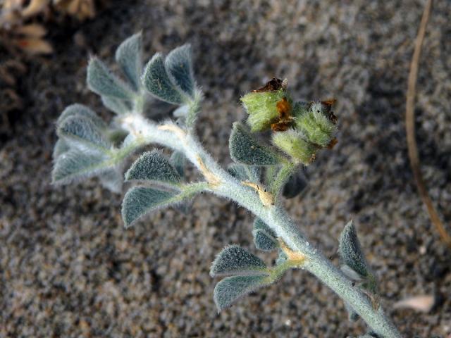 Tolice přímořská (Medicago marina L.)