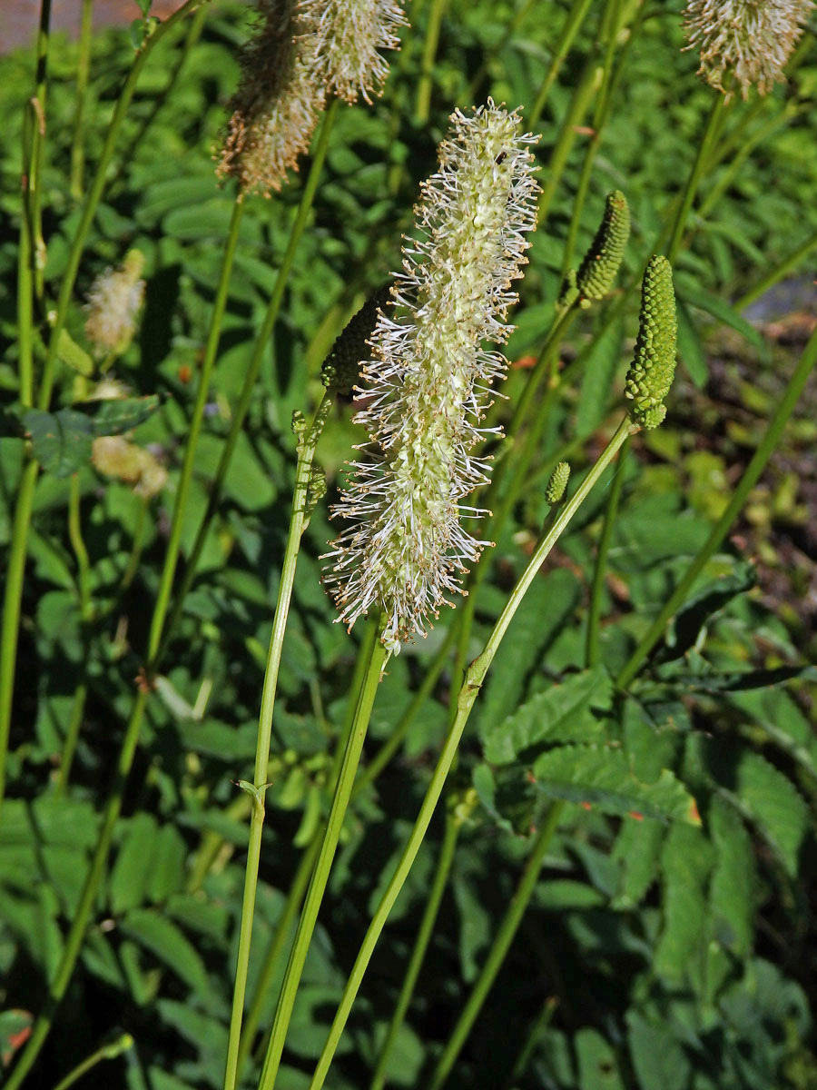 Krvavec kanadský (Sanguisorba canadensis L.)