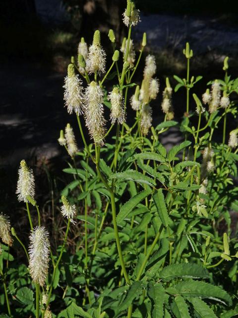 Krvavec kanadský (Sanguisorba canadensis L.)