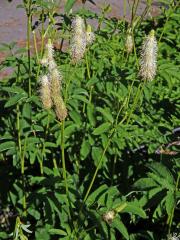 Krvavec kanadský (Sanguisorba canadensis L.)