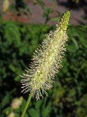 Krvavec kanadský (Sanguisorba canadensis L.)