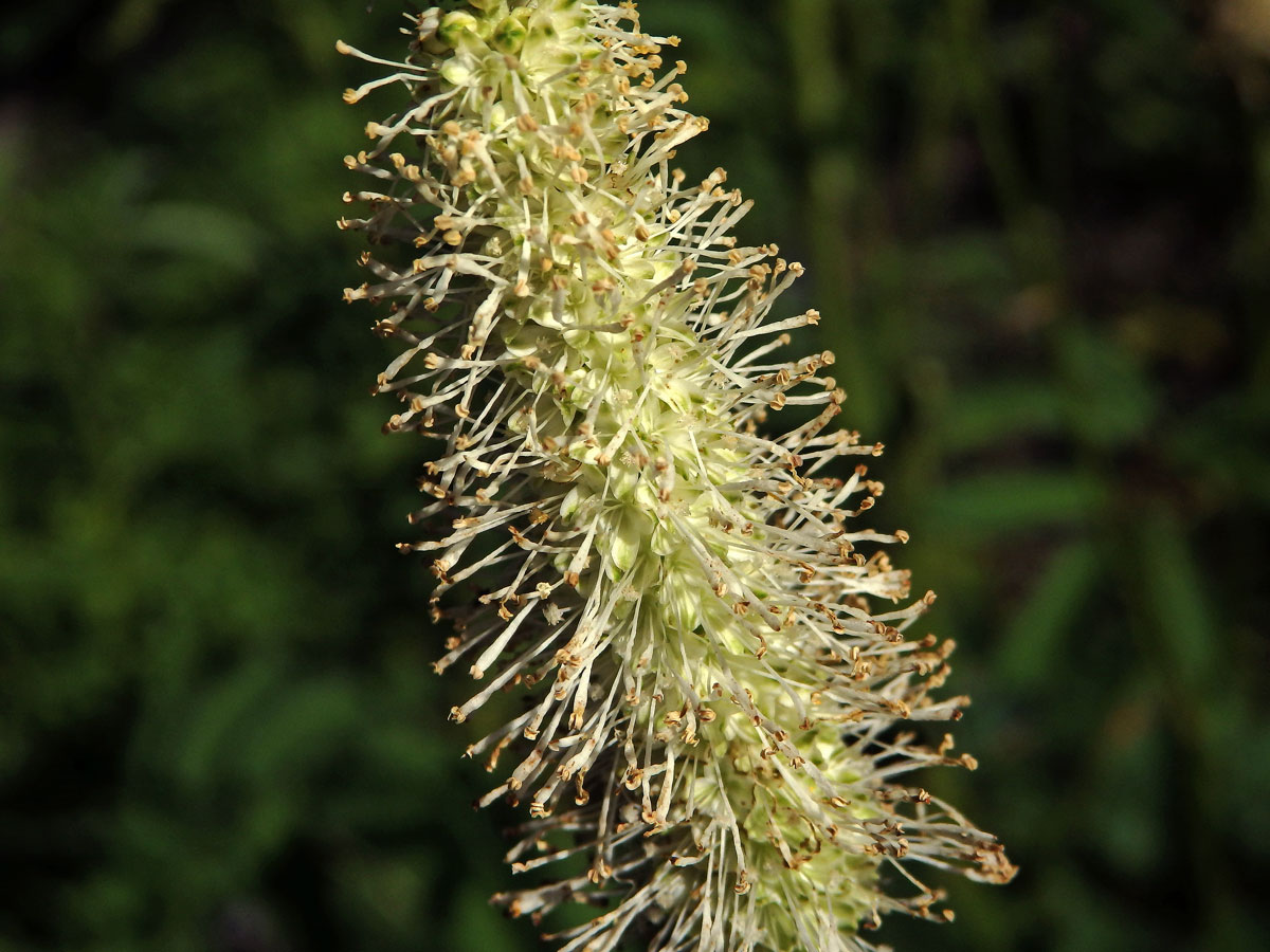 Krvavec kanadský (Sanguisorba canadensis L.)