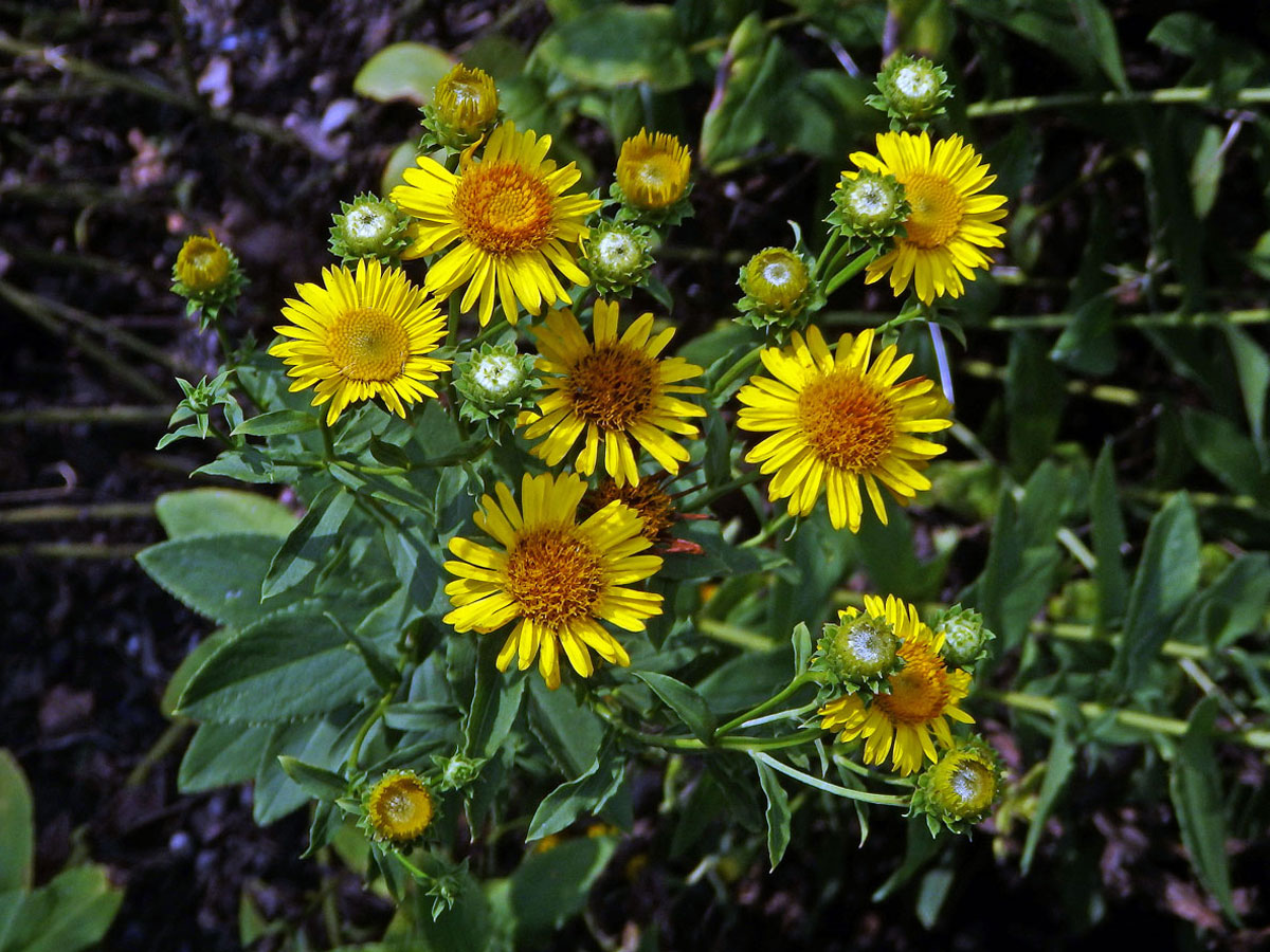 Oman tavolníkolistý (Inula spiraeifolia L. )