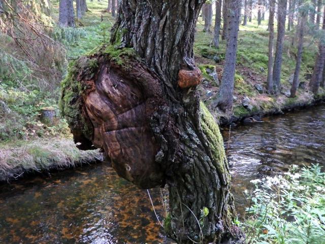 Nádor na vrbě jívě (Salix caprea L.) (2a)