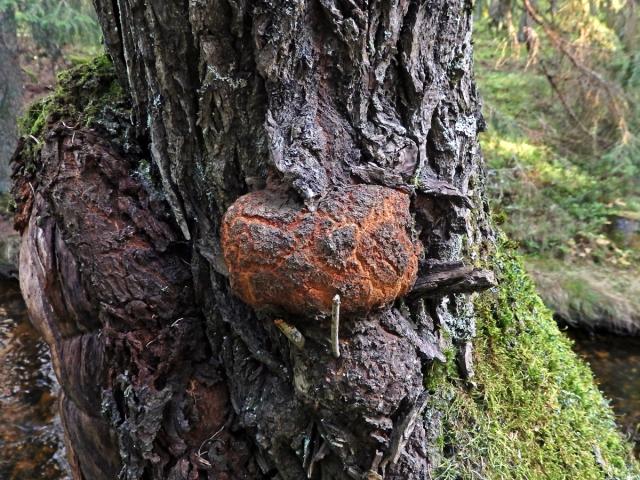 Nádor na vrbě jívě (Salix caprea L.) (2b)