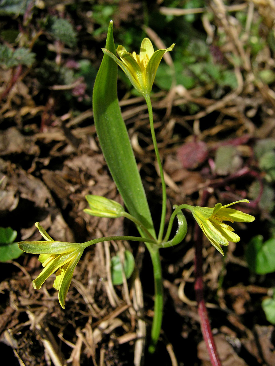 Křivatec žlutý (Gagea lutea (L.) Ker-Gawler)