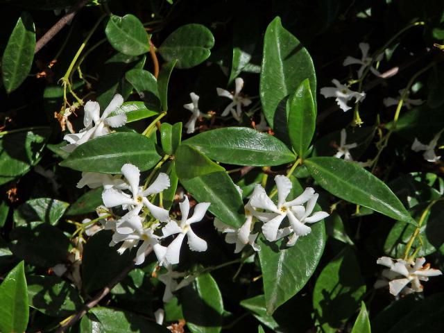 Jasmínovník vonný (Trachelospermum jasminoides (Lindl.) Lem.)