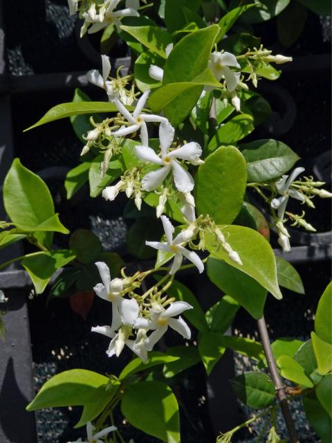 Jasmínovník vonný (Trachelospermum jasminoides (Lindl.) Lem.)